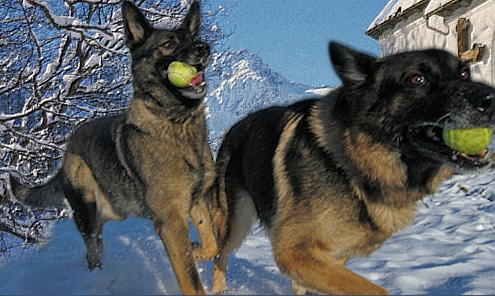 Honden met tennisbal