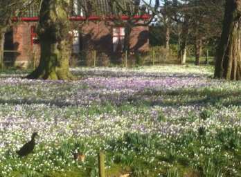 Crocusveld