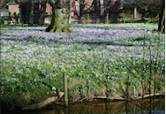 Crocusveld