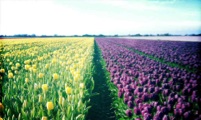 Tulpen
