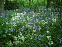 Wilde hyacinthen